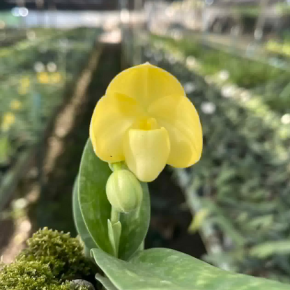 Paphiopedilum concolor var album (S)