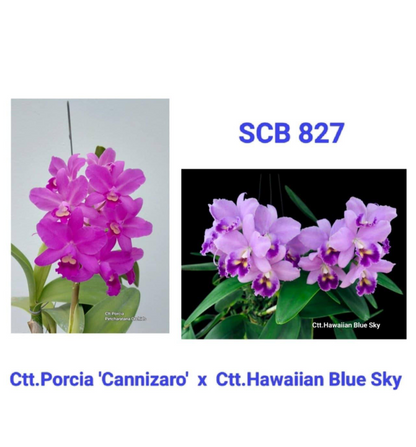 Cattleya Portia 'Cannizaro' x Cattlianthe Hawaiian Blue Sky (SCB 827)