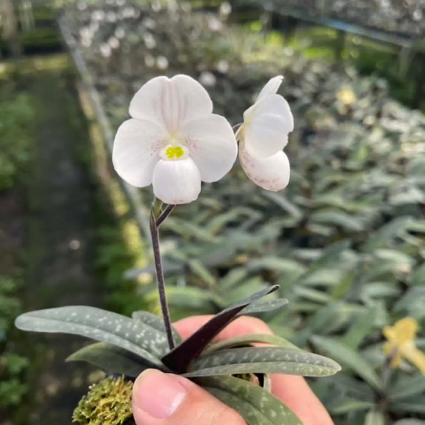 Paphiopedilum thaianum (V)