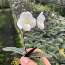 Paphiopedilum thaianum (V)
