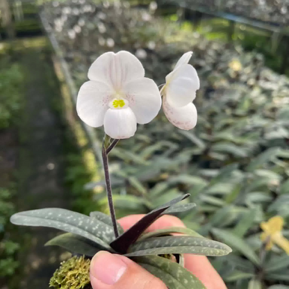 Paphiopedilum thaianum (V)