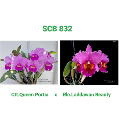 Cattleya Queen Portia x Rlc Laddawan Beauty (SCB 832)