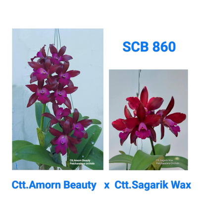 Cattleya Amorn Beauty x Cattlianthe Sagarik Wax (SCB 860)