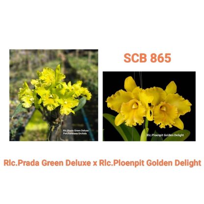 Rlc Prada Green Deluxe x Ploenpit Golden Delight (SCB 865)