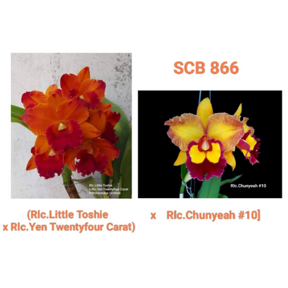 Rlc (Little Toshie x Yen Twenty four Carat) x Chunyeah #10 (SCB 866)