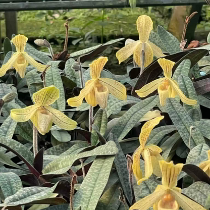 Paphiopedilum josianae (K)