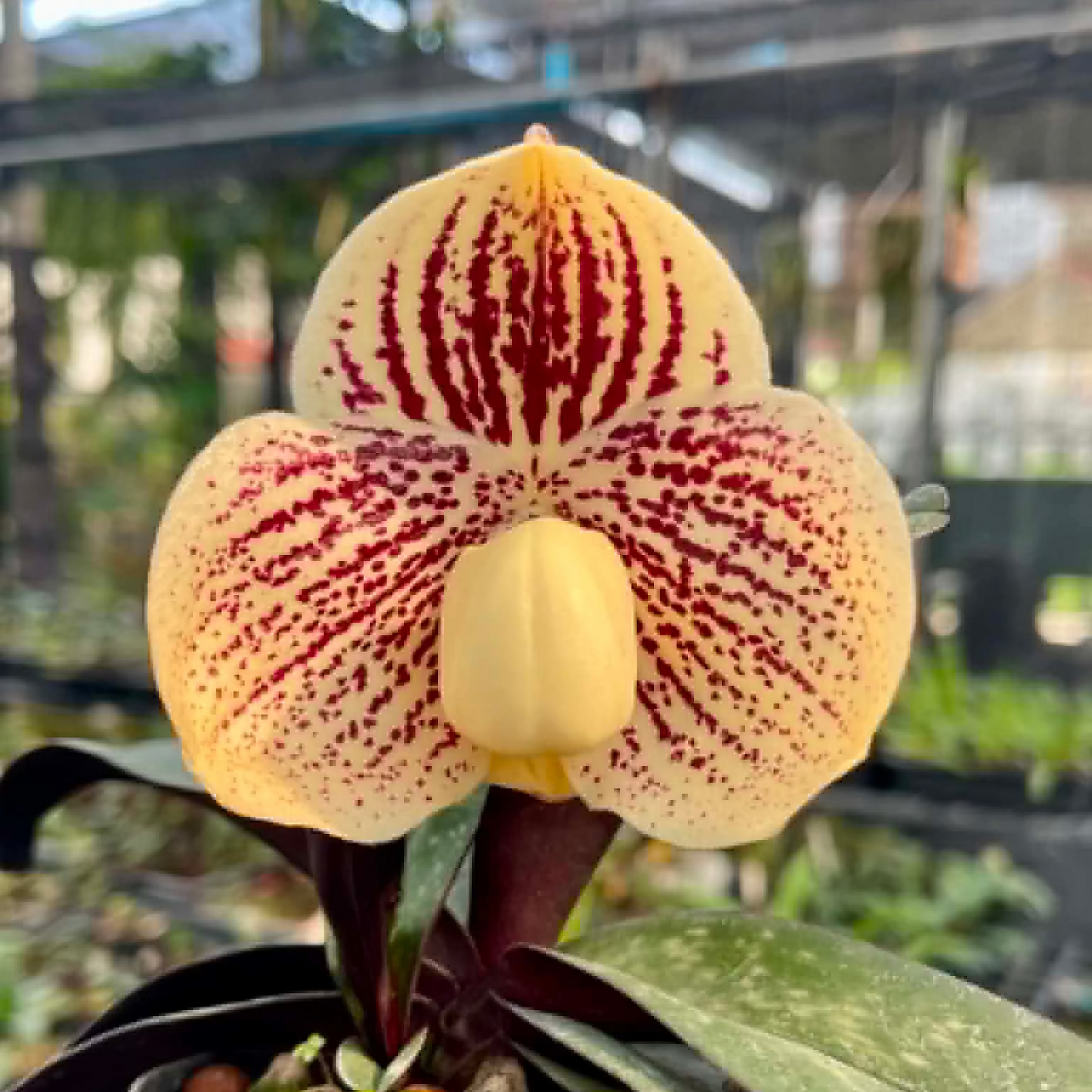 Paphiopedilum leucochilum (VAX01)