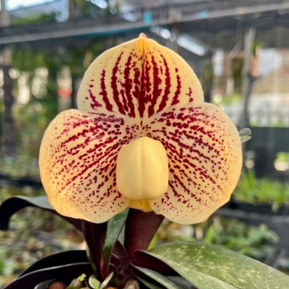 Paphiopedilum leucochilum (VAX01)