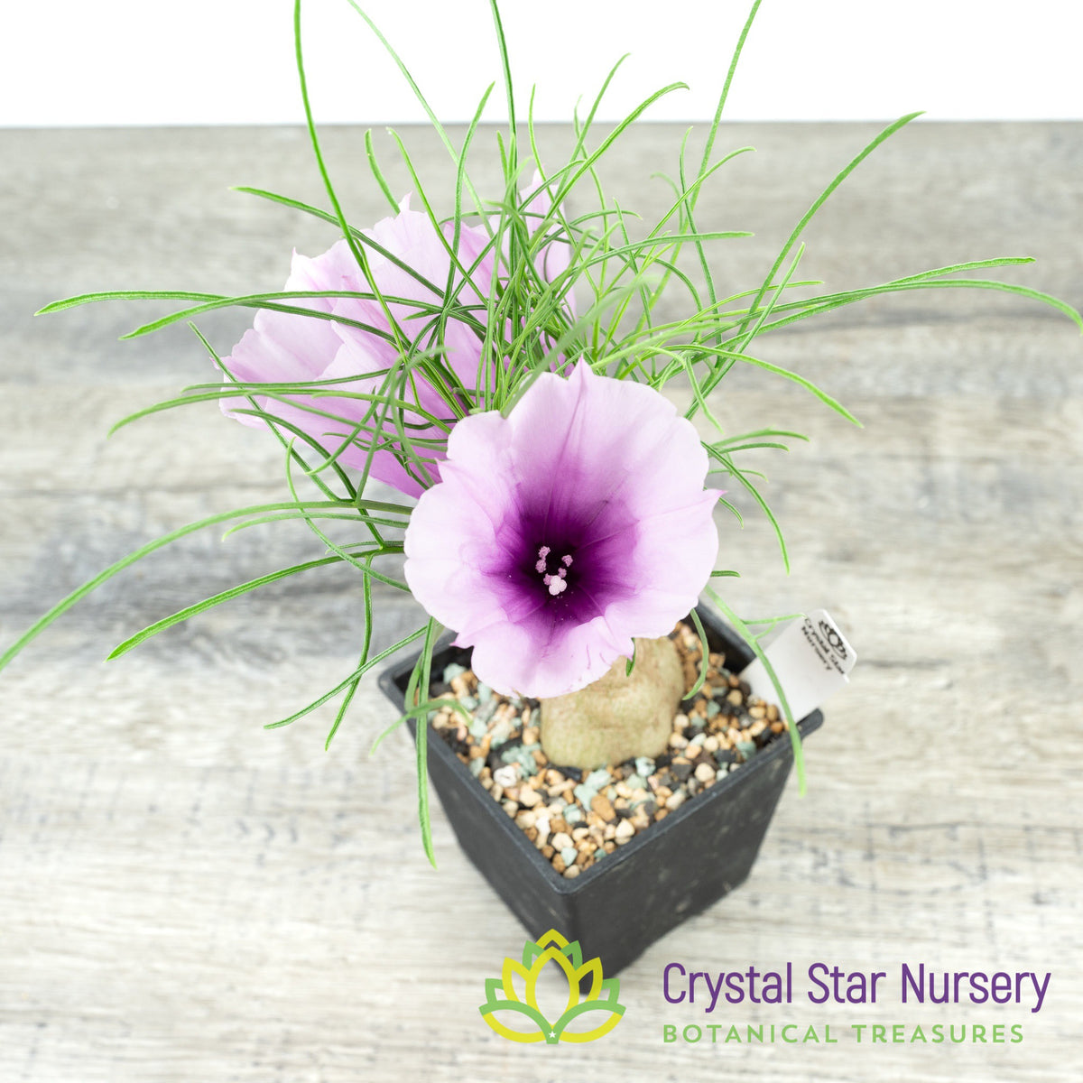 Ipomoea sp nov &#39;Transvaal&#39;