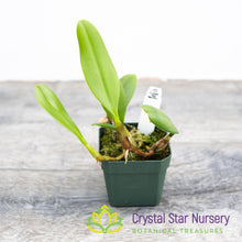 Bulbophyllum Putidum (22)