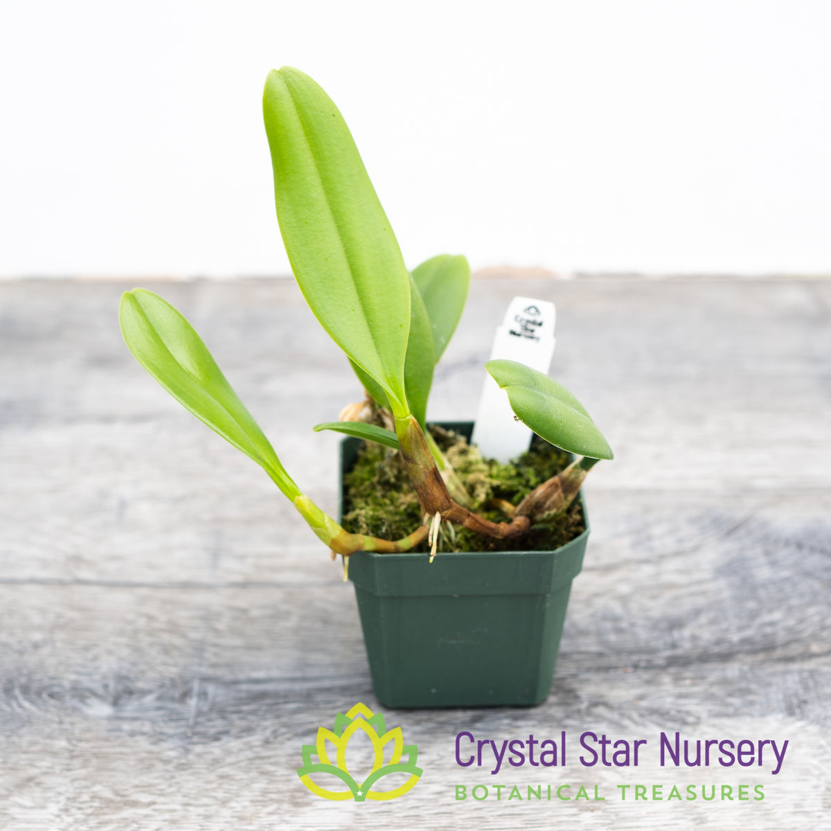 Bulbophyllum Putidum (22)