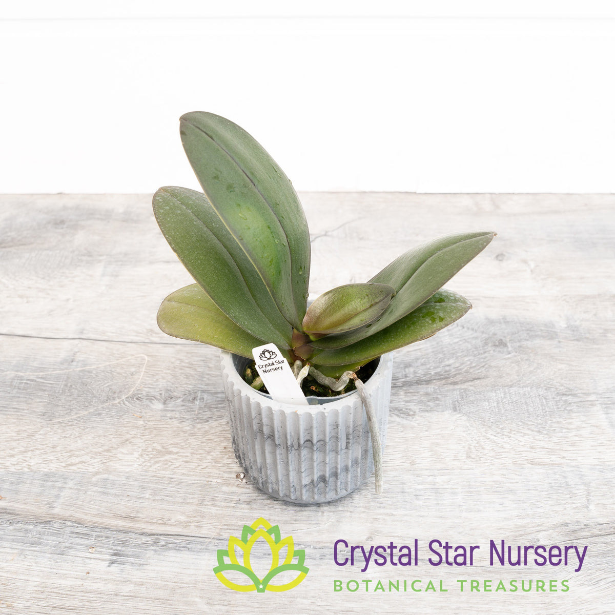 Phalaenopsis GC Reyoung Lava