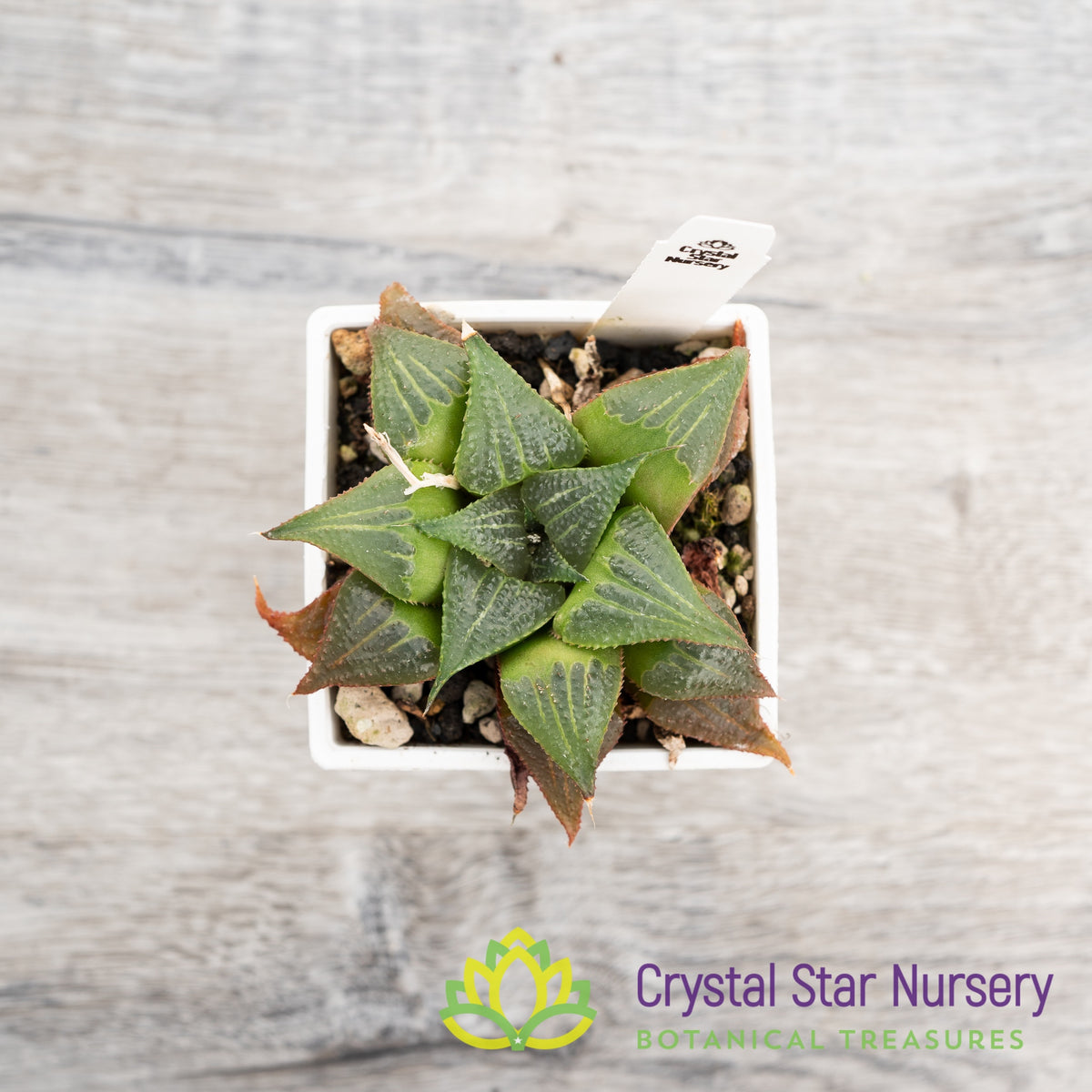 Haworthia Badia (LS143)