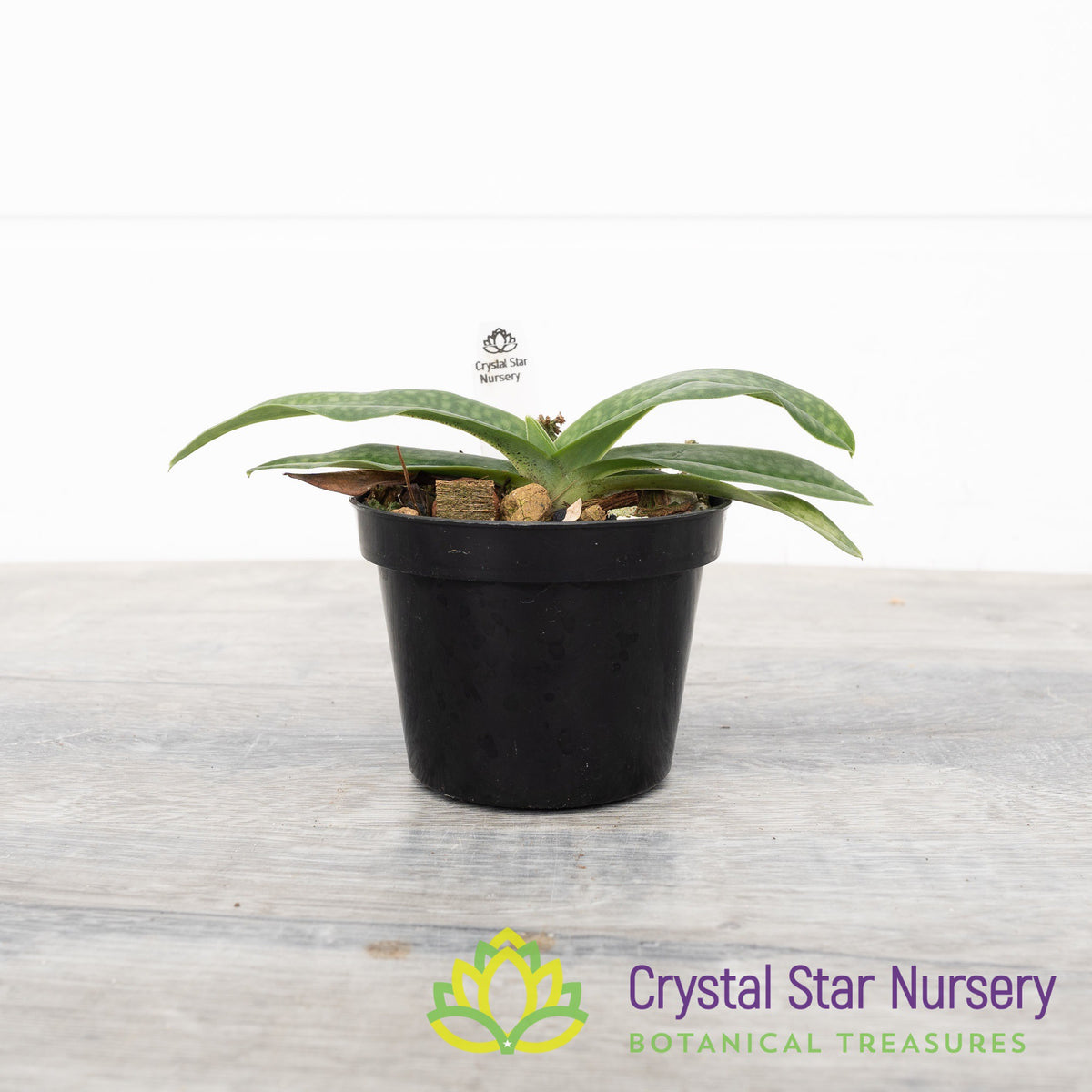 Paphiopedilum Wossner China Moon (1C)