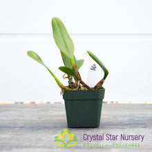 Bulbophyllum Putidum (22)