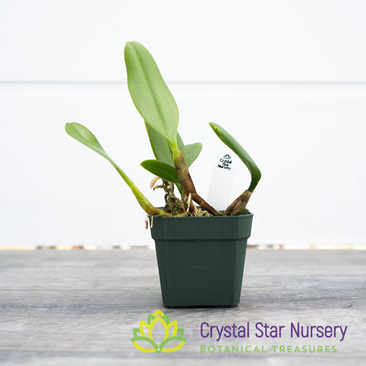 Bulbophyllum Putidum (22)