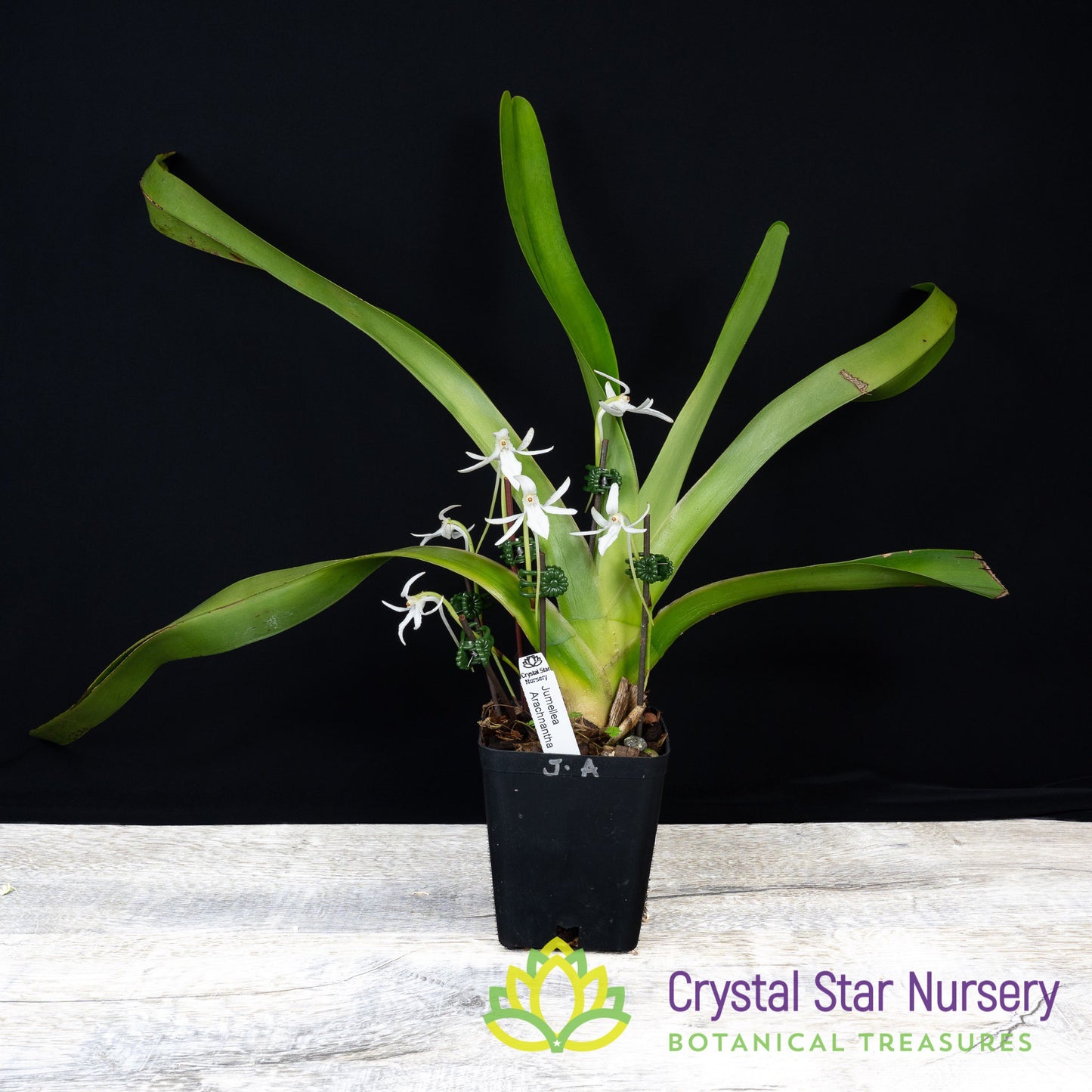 Jumellea Arachnantha