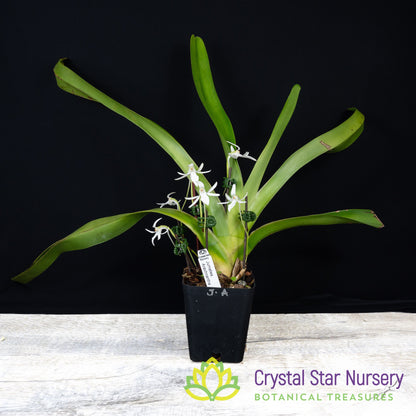 Jumellea Arachnantha