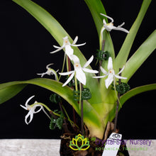 Jumellea Arachnantha