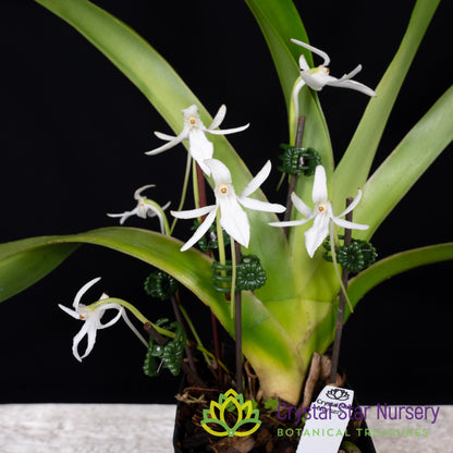Jumellea Arachnantha