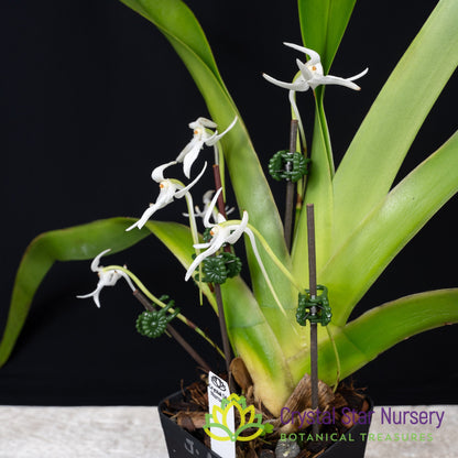 Jumellea Arachnantha