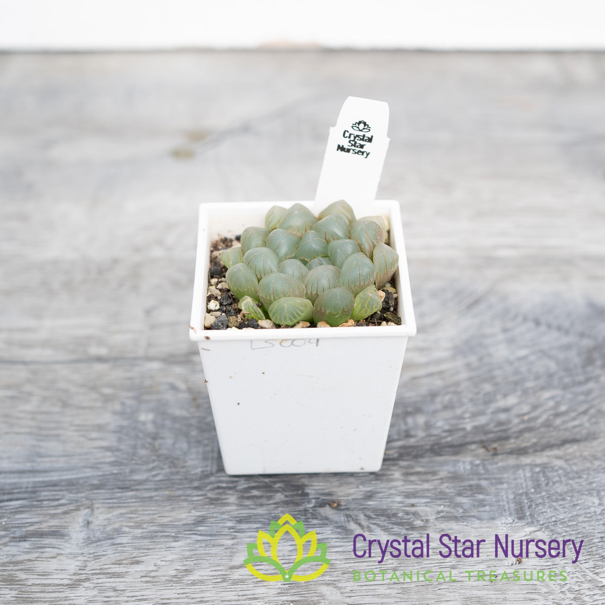 Haworthia Obtusa &#39;Lontame&#39; (LS004)