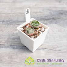 Crassula Tomentosa