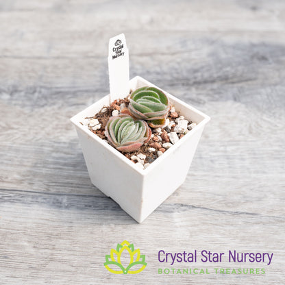 Crassula Tomentosa