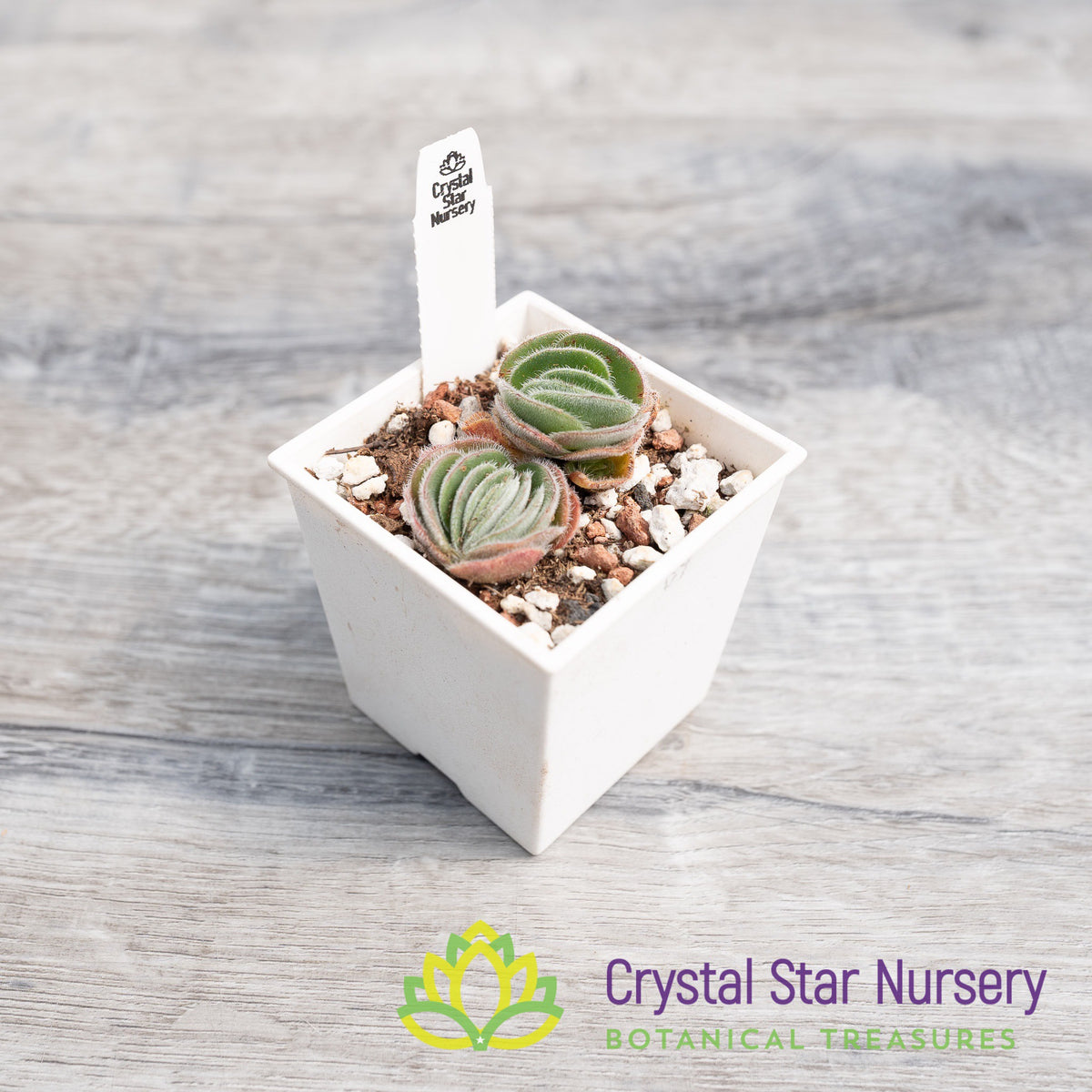 Crassula Tomentosa