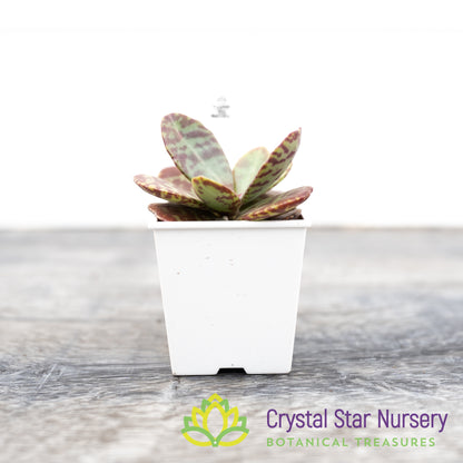 Kalanchoe Humilis