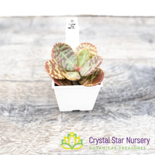 Kalanchoe Humilis