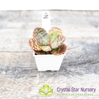 Kalanchoe Humilis