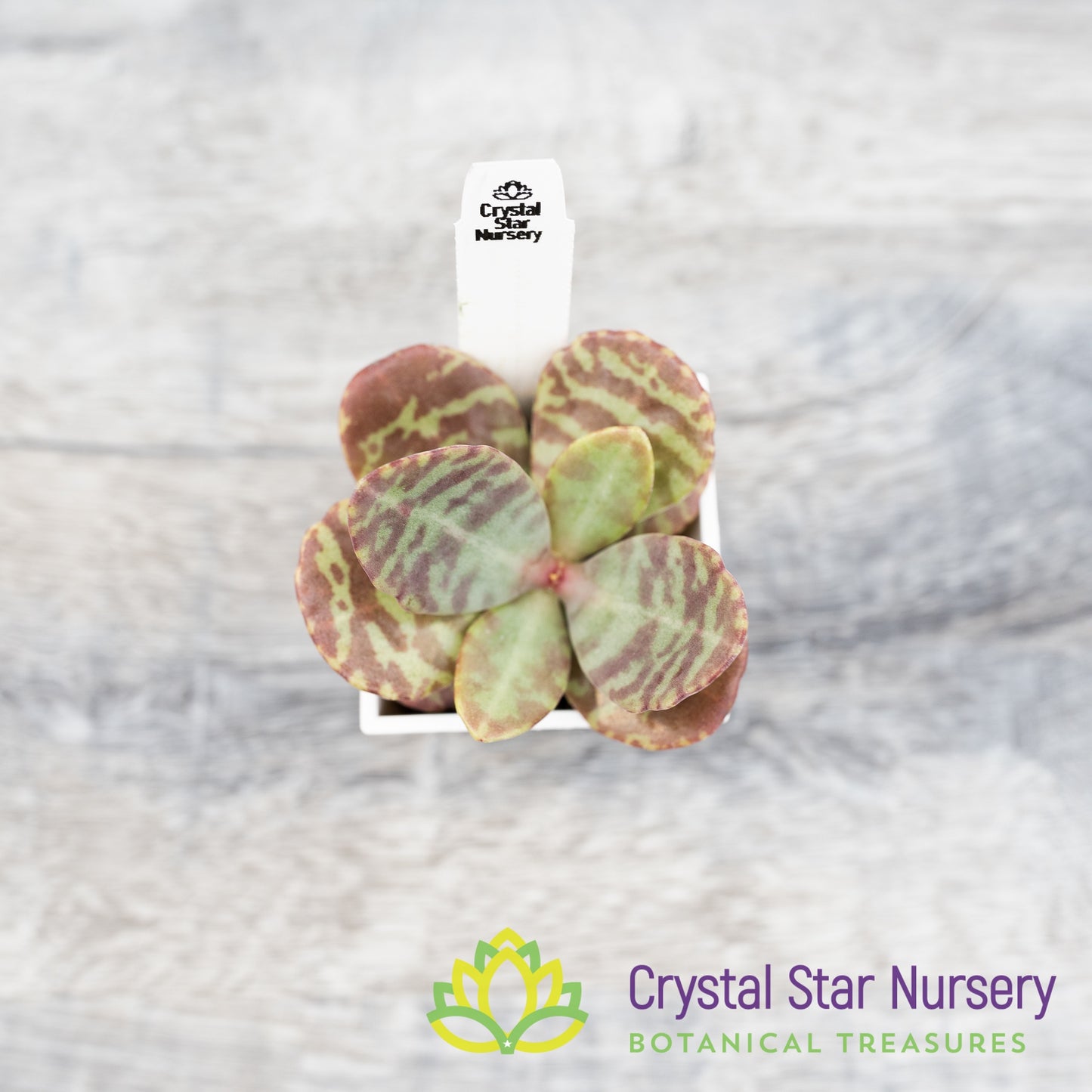 Kalanchoe Humilis