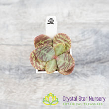 Kalanchoe Humilis
