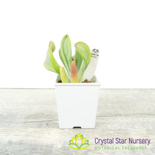 Kalanchoe Thyrsiflora var Firefox