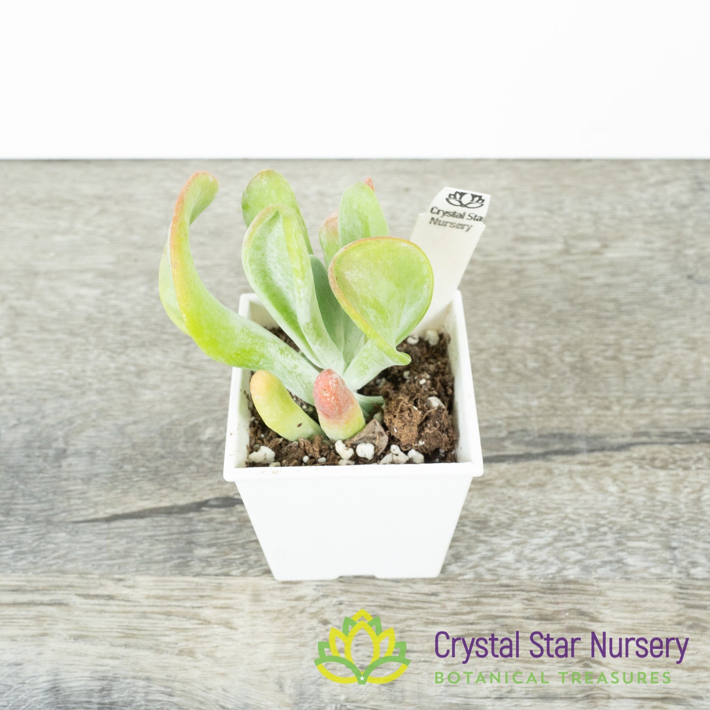 Kalanchoe Thyrsiflora var Firefox