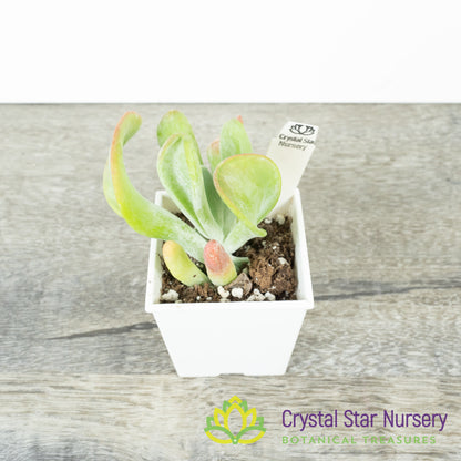 Kalanchoe Thyrsiflora var Firefox