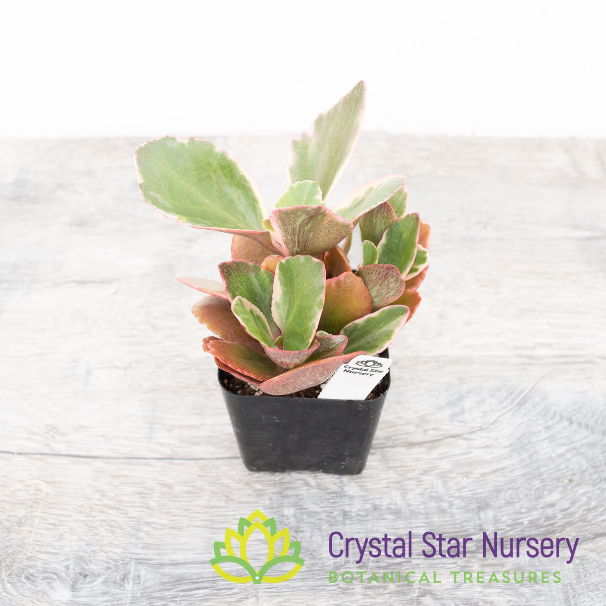 Kalanchoe Variegated