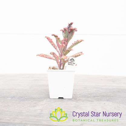 Kalanchoe 'Pink Butterfly'