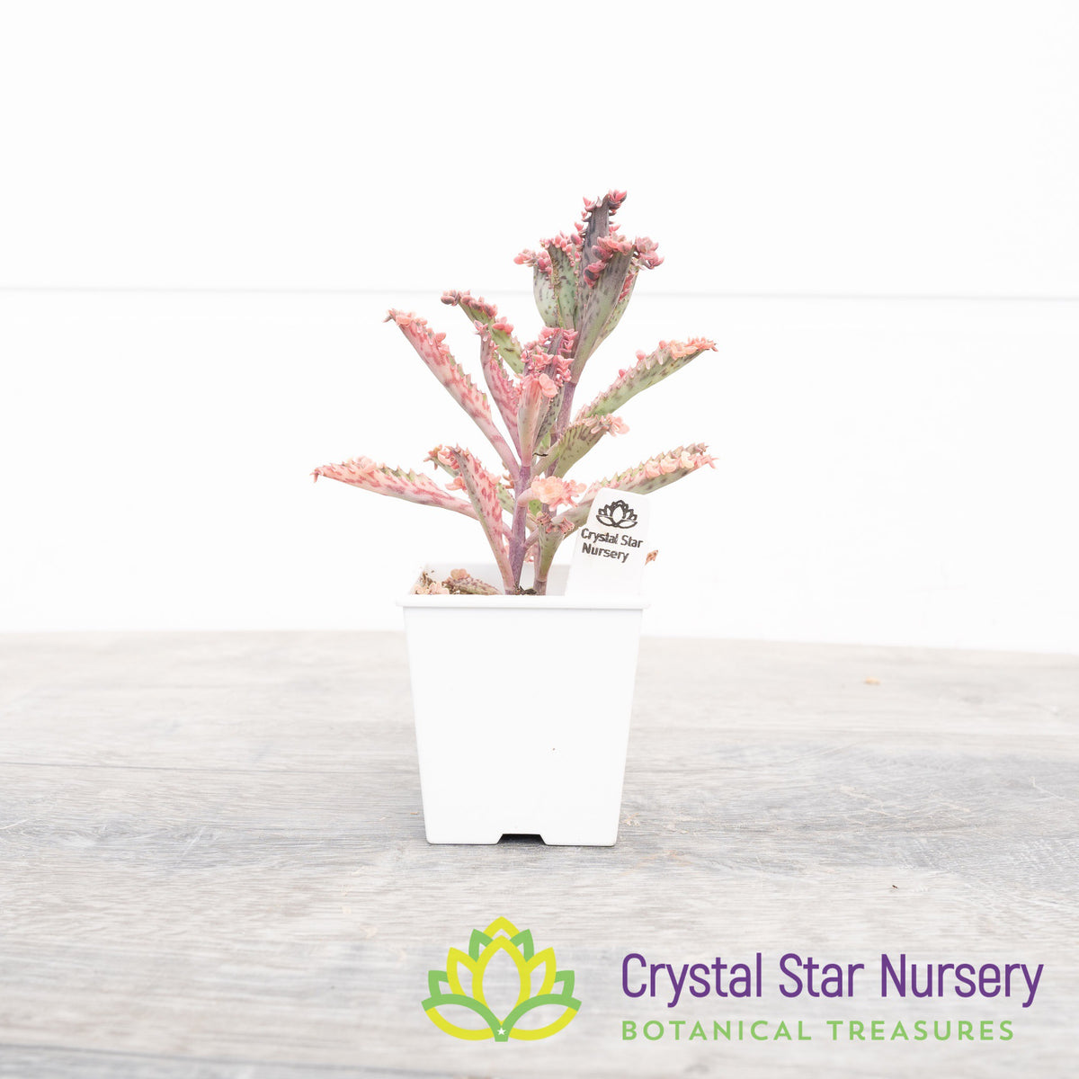Kalanchoe &#39;Pink Butterfly&#39;
