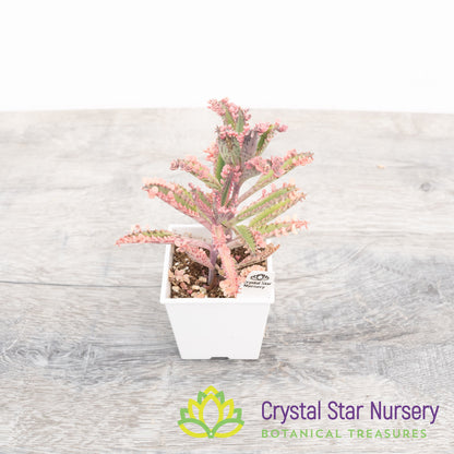 Kalanchoe 'Pink Butterfly'
