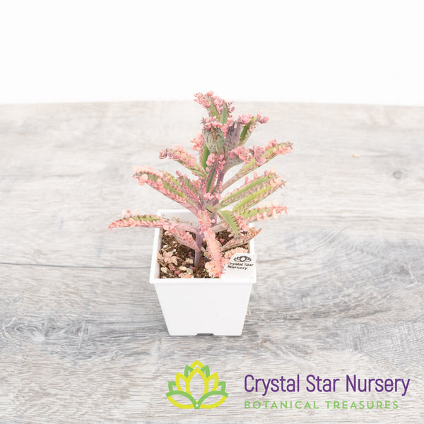 Kalanchoe 'Pink Butterfly' Crystal Star Nursery