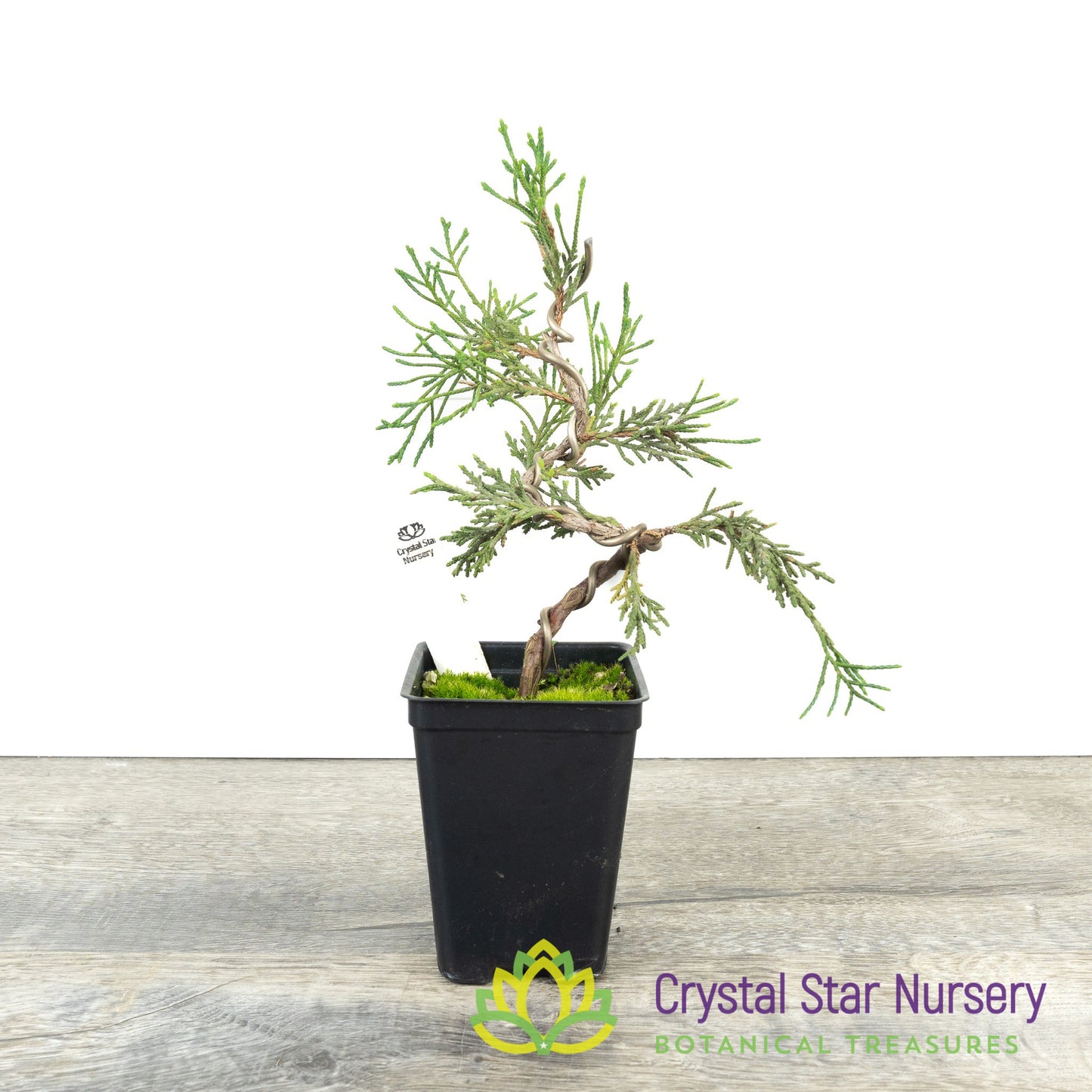 Kishu Shimpaku Pre Bonsai
