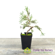 Kishu Shimpaku Pre Bonsai