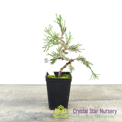 Kishu Shimpaku Pre Bonsai