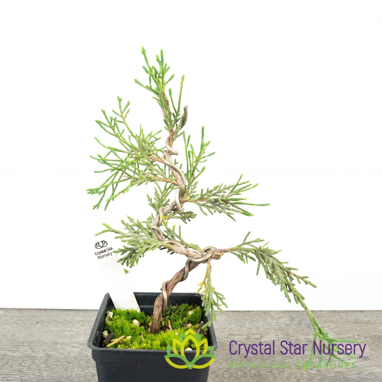 Kishu Shimpaku Pre Bonsai
