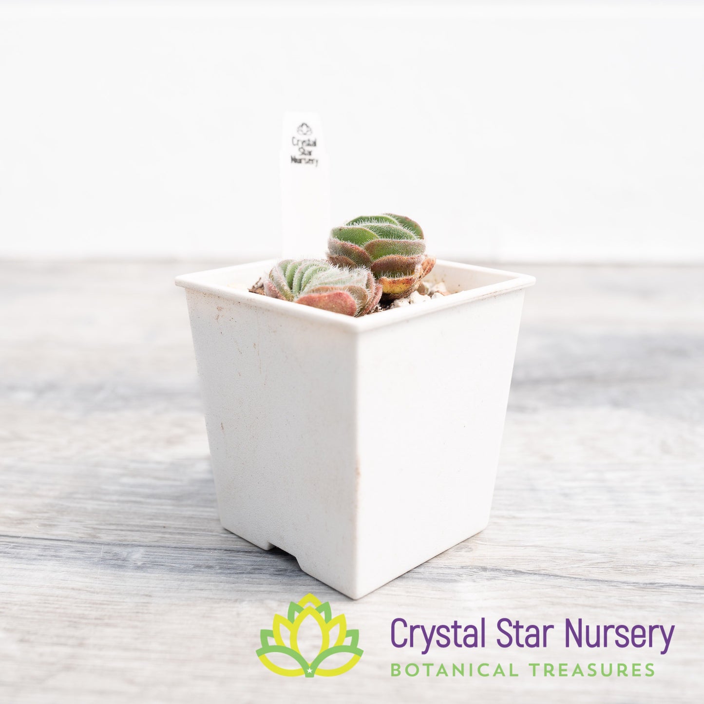 Crassula Tomentosa
