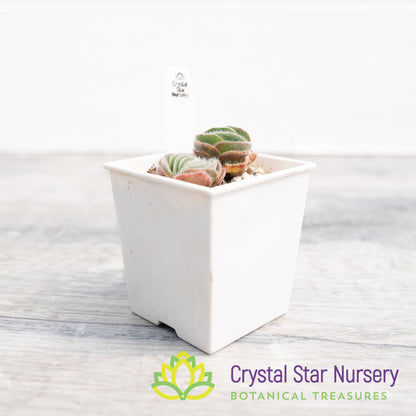 Crassula Tomentosa