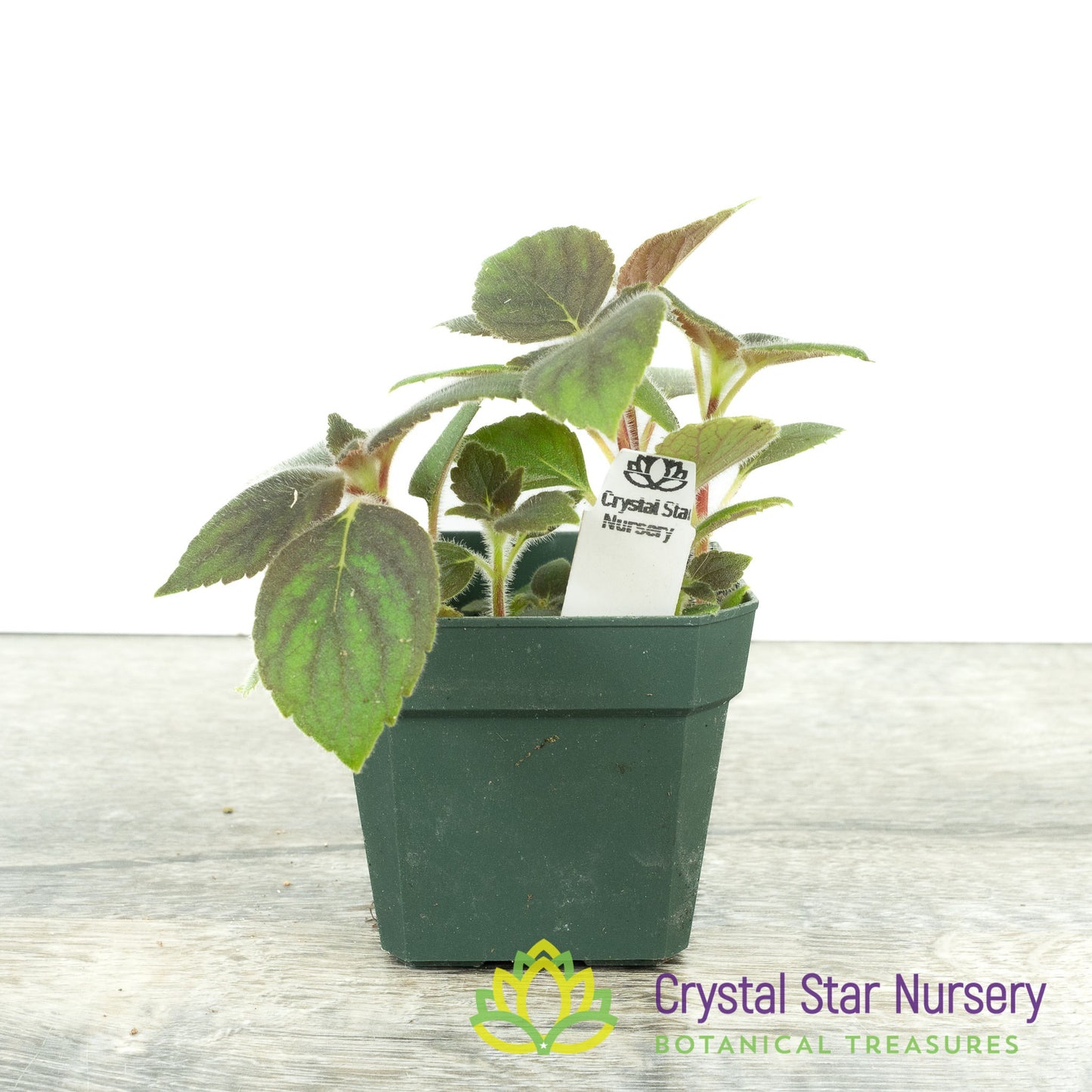 Kohleria warszewiczii