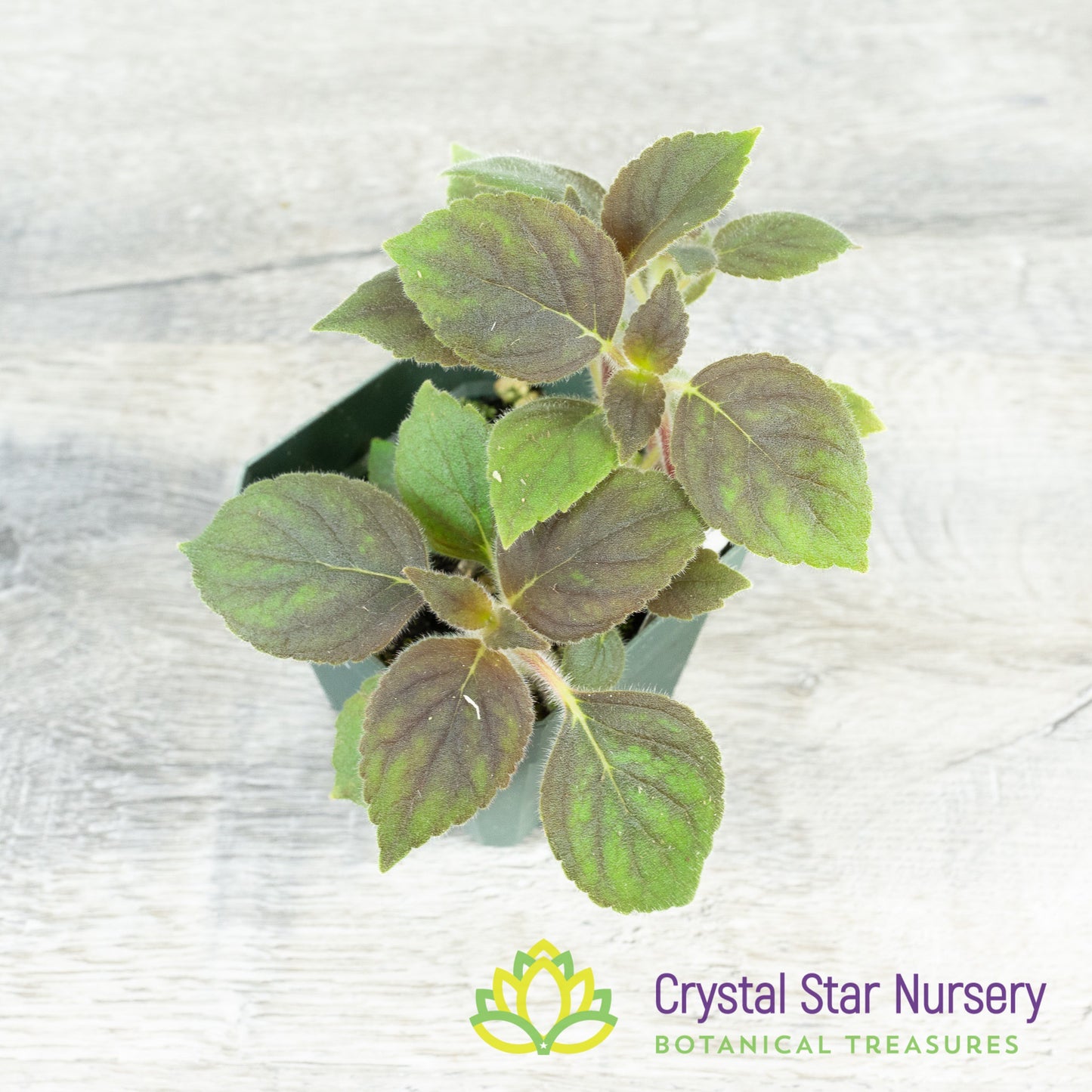 Kohleria warszewiczii